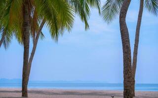 Palm tree on the tropical beach,with a beautiful sea view on blue sky nature background photo