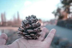 Pine cone on hand with nature background, photo