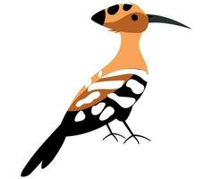 Cute hand drawn Hoopoe. Animal safari. White background, isolate. vector