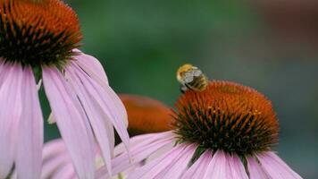 humla på echinacea blomma. sommar natur, insekter. stänga upp, blomma på suddig bakgrund video