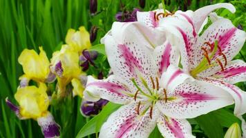 de seizoen van bloeiend lelies. lelie bloem in de tuin video