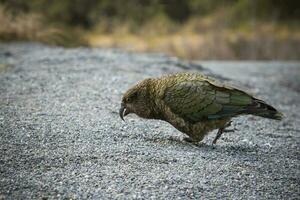 portrait of kea bird large ground parrot in west coast southland new zealand photo