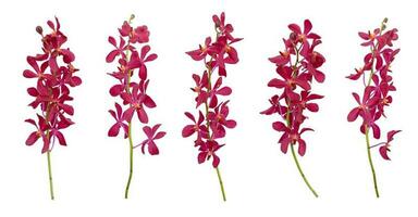 Set of cut out red mokara orchids stem isolated on white background photo