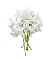 Bouquet of cut out white dendrobium orchid stem flower isolated on white background photo