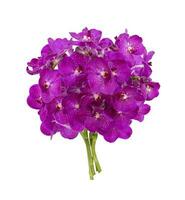 Bouquet of cut out purple magenta vanda orchid stem isolated on white background during summer season photo