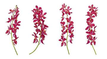 Set of cut out red mokara orchids stem isolated on white background photo