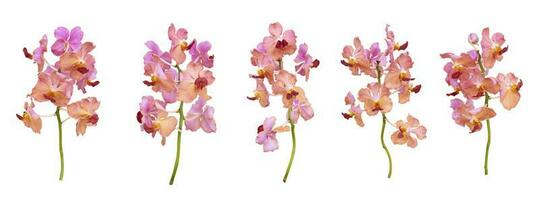 Set of cut out pink old rose vanda orchids stem isolated on white background on summer season photo