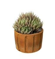 Haworthia retusa or star cactus isolated on clay pot for cactus and succulent houseplant garden concept photo