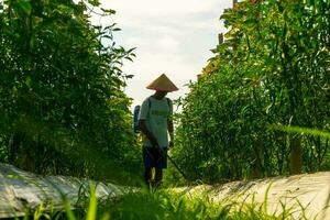 el ocupaciones de agricultores en el arroz campos en el barisán montañas, Bengkulu, norte Indonesia foto