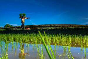 hermosa vista de la mañana indonesia panorama paisaje arrozales con color de belleza y luz natural del cielo foto