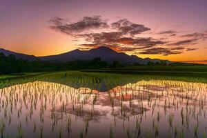 Beautiful morning view indonesia Panorama Landscape paddy fields with beauty color and sky natural light photo