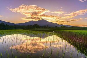 Beautiful morning view indonesia Panorama Landscape paddy fields with beauty color and sky natural light photo