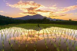 Beautiful morning view indonesia Panorama Landscape paddy fields with beauty color and sky natural light photo