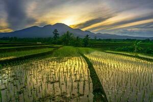 Beautiful morning view indonesia Panorama Landscape paddy fields with beauty color and sky natural light photo