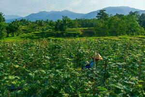Beautiful morning view indonesia Panorama Landscape paddy fields with beauty photo