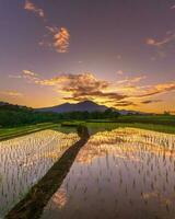 Beautiful morning view indonesia Panorama Landscape paddy fields with beauty color and sky natural light photo