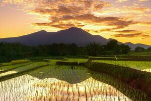 Beautiful morning view indonesia Panorama Landscape paddy fields with beauty color and sky natural light photo