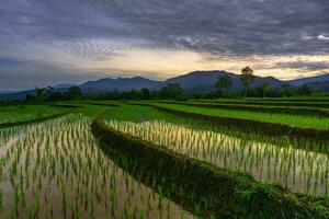 Beautiful morning view indonesia Panorama Landscape paddy fields with beauty color and sky natural light photo