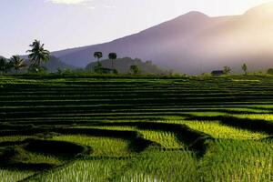 Beautiful morning view indonesia Panorama Landscape paddy fields with beauty color and sky natural light photo