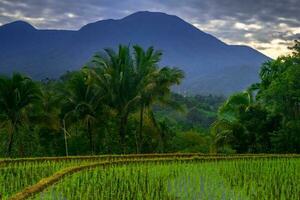 Beautiful morning view indonesia Panorama Landscape paddy fields with beauty color and sky natural light photo