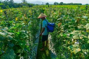 el ocupaciones de agricultores en el arroz campos en el barisán montañas, Bengkulu, norte Indonesia foto