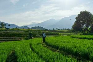 el ocupaciones de agricultores en el arroz campos en el barisán montañas, Bengkulu, norte Indonesia foto