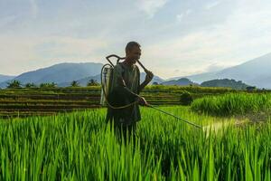 hermosa Mañana ver Indonesia panorama paisaje arrozal campos con belleza foto