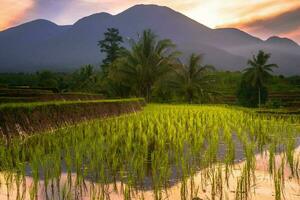 Beautiful morning view indonesia Panorama Landscape paddy fields with beauty color and sky natural light photo