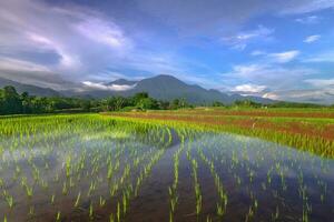 Beautiful morning view indonesia Panorama Landscape paddy fields with beauty color and sky natural light photo