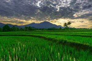 hermosa vista de la mañana indonesia panorama paisaje arrozales con color de belleza y luz natural del cielo foto