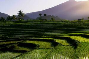 hermosa vista de la mañana indonesia panorama paisaje arrozales con color de belleza y luz natural del cielo foto