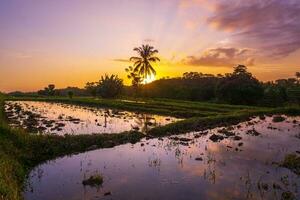 Beautiful morning view indonesia Panorama Landscape paddy fields with beauty color and sky natural light photo