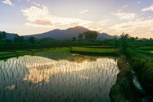 Beautiful morning view indonesia Panorama Landscape paddy fields with beauty color and sky natural light photo