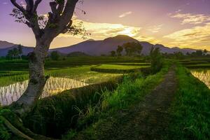 hermosa vista de la mañana indonesia panorama paisaje arrozales con color de belleza y luz natural del cielo foto