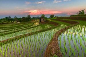 hermosa vista de la mañana indonesia panorama paisaje arrozales con color de belleza y luz natural del cielo foto