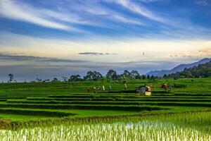 hermosa vista de la mañana indonesia panorama paisaje arrozales con color de belleza y luz natural del cielo foto