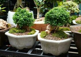 bonsai trees in pots in outdoor garden shop. photo