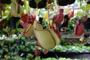 Nepenthes with green leaves and pitcher. displayed in the garden. photo