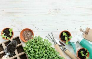 jardinería concepto, plantando a hogar foto