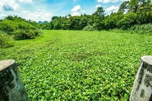 Water hyacinth problem. That is the one of water pollution. Water hyacinth that covers the water surface of a small dam in Thailand photo