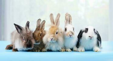 group of fluffy bunny,young adorable rabbits lying on blue floor photo