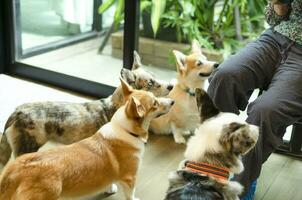 cute welsh corgi dogs standing and waiting for food from the owner in living room, selective focus photo