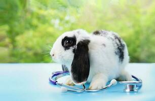 young adorable fluffy bunny sitting in stethoscope that put on blue floor, concept rabbit health care, rabbit sick photo