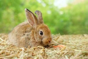 baby adorable bunny lying on hay, portrait a brown fluffy rabbit background green nature photo