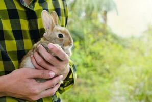 a brown bunny was held in the palm of the hands by a man in green checkered shirt, background is green nature photo