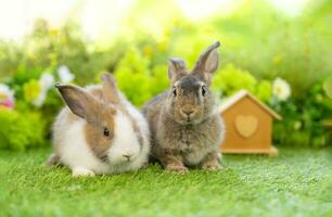 potrait two brown bunny sitting on grasses, young cute rabbit in studio shot photo