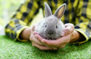 portrait a young cute grey rabbit in farmer hands looking at camera photo