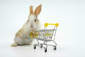 young adorable fluffy bunny pushing a shopping cart isolated on grey background photo