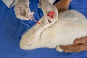 concepto de Conejo experimental animal, cosmético experimento, científico manos y ayudante haciendo cosmético prueba a blanco conejito oreja, cosmético alergia experimentar foto