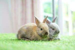 two young adorable rabbits,pastel image for beautiful background of happy easter in April photo